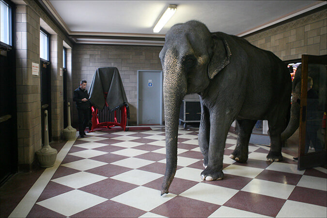 A trainer leads the elephants out of the Civic Center in Hammond during the Orak Shrine Circus