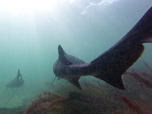 Leopard Shark, La Jolla